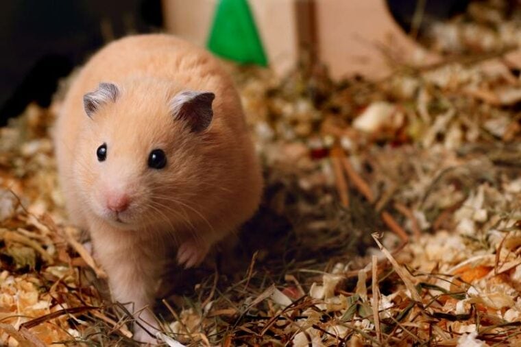 View of Image result for Hamster electrical safety