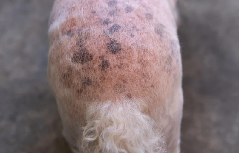 close up of a senior poodle dog's skin with hyperpigmentation of black spots and redness