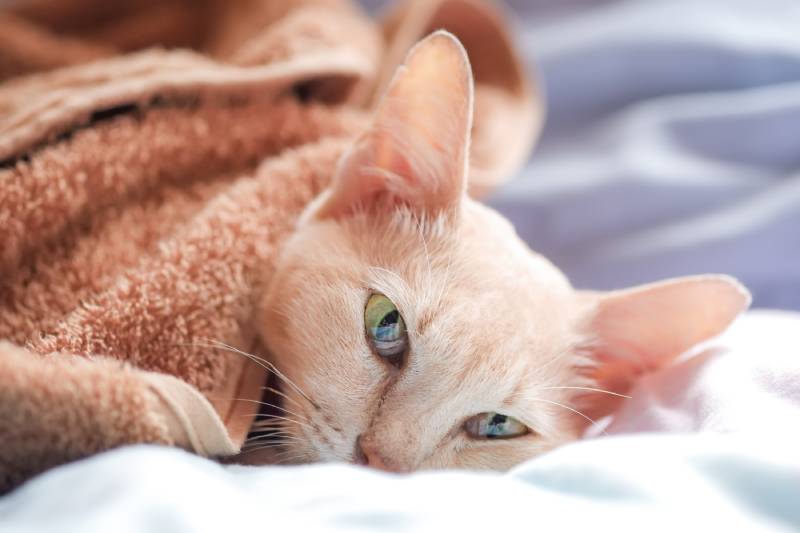 close up of a sick cat