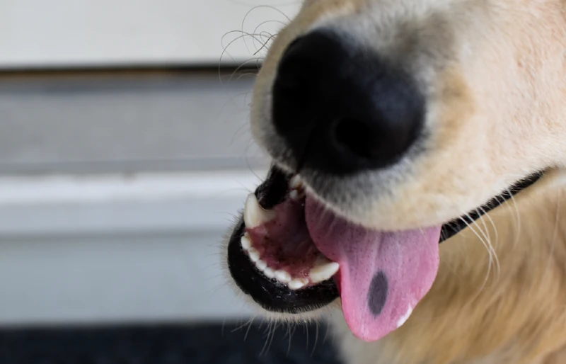 close up of golden retriever mouth with its tongue out