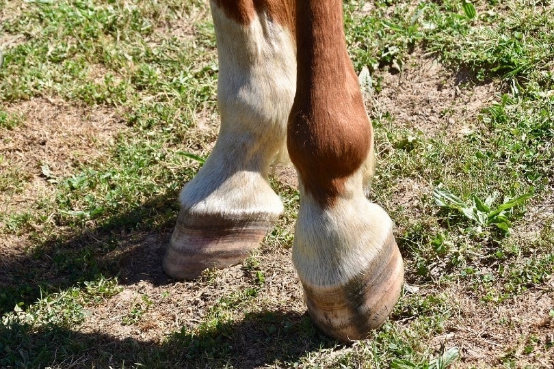 Horse Hooves