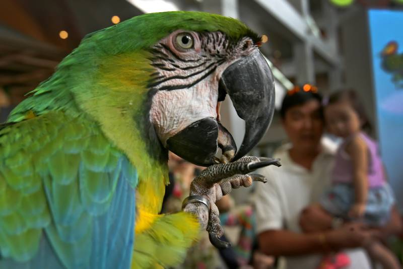 close up of severe macaw
