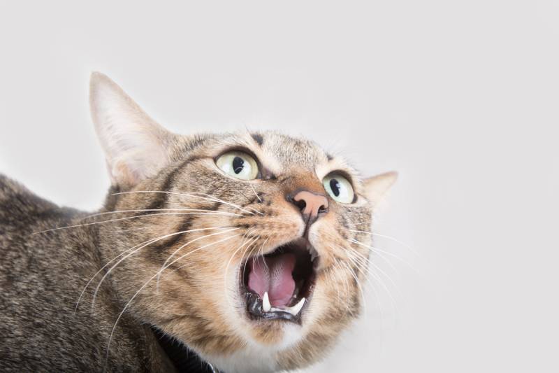 close up of shocked tabby cat