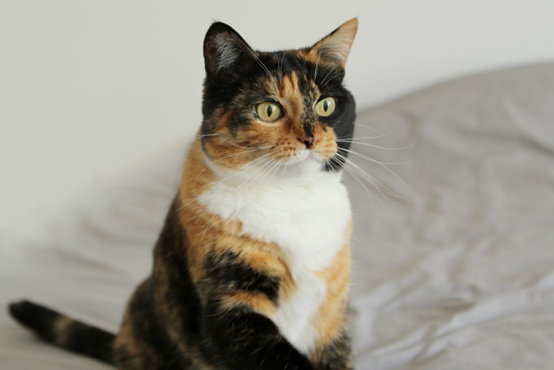 close up of tri-colored cat