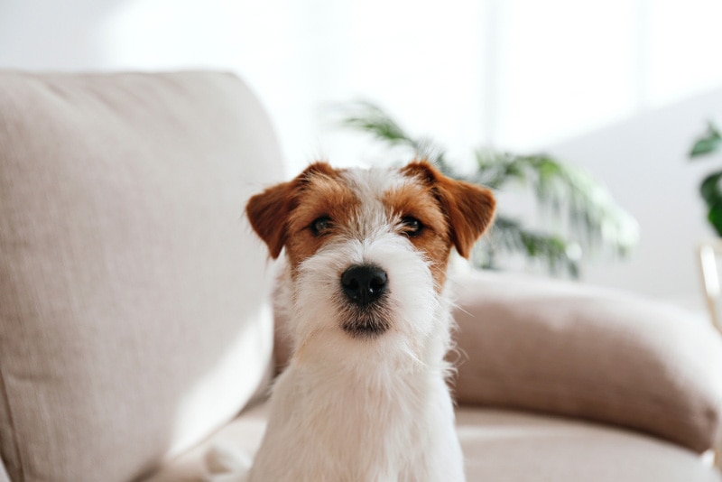 close up of wire-haired jack russell terrier puppy
