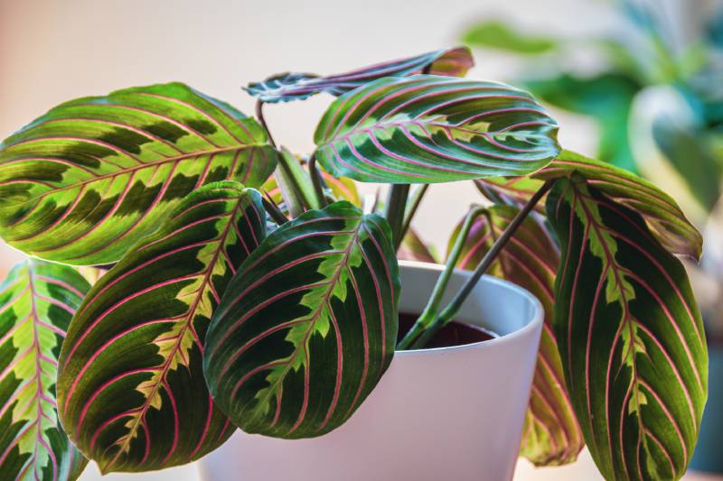 close up on the leaves of a prayer plant