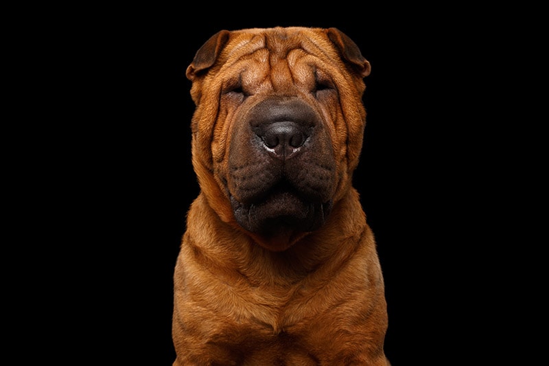 close up red sharpei dog on black background