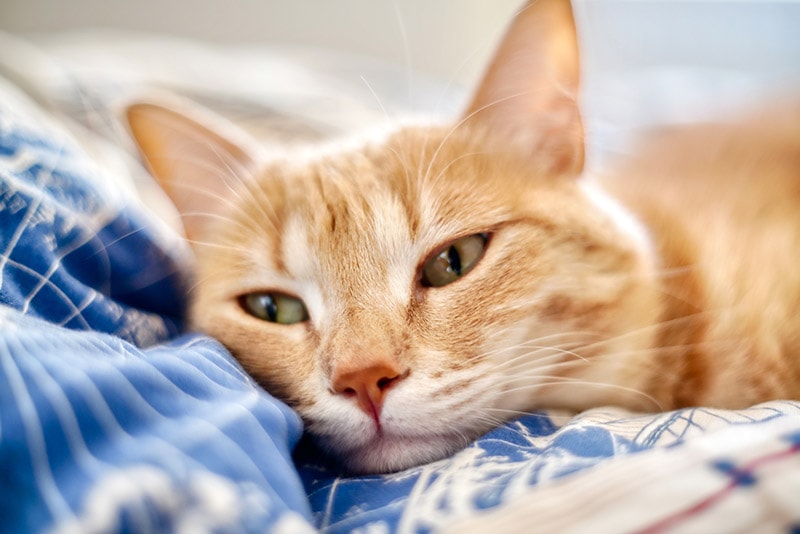 close up sick orange tabby cat