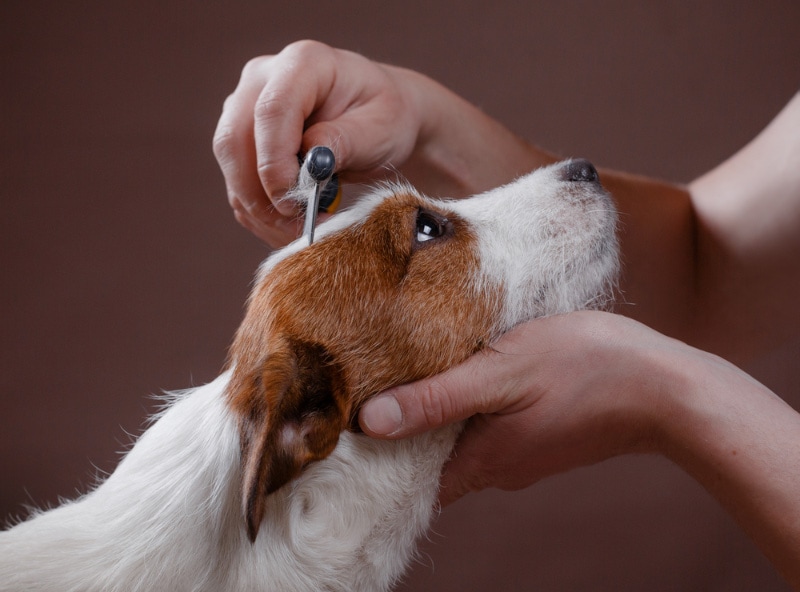 combing jack russell terrier dog