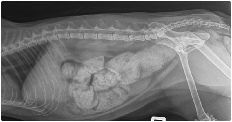 constipation cat or megacolon cat xray film