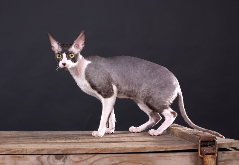 cornish rex cat on wooden table