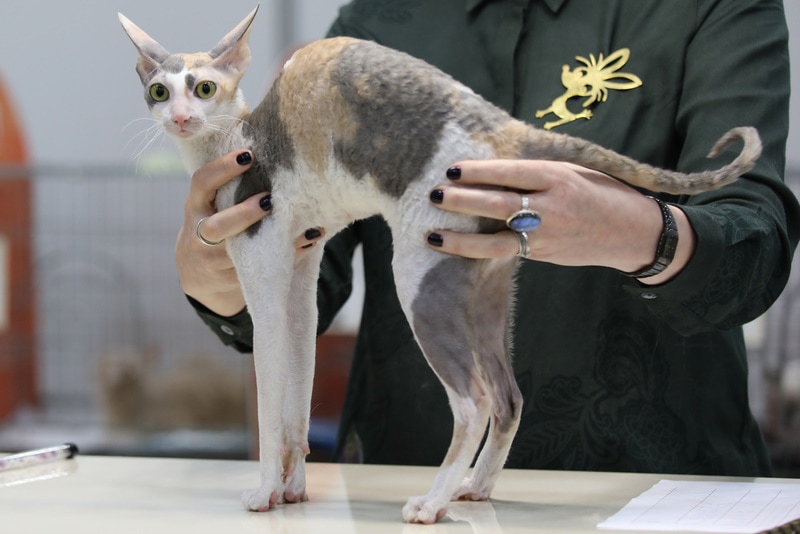 cornish rex hold by owner