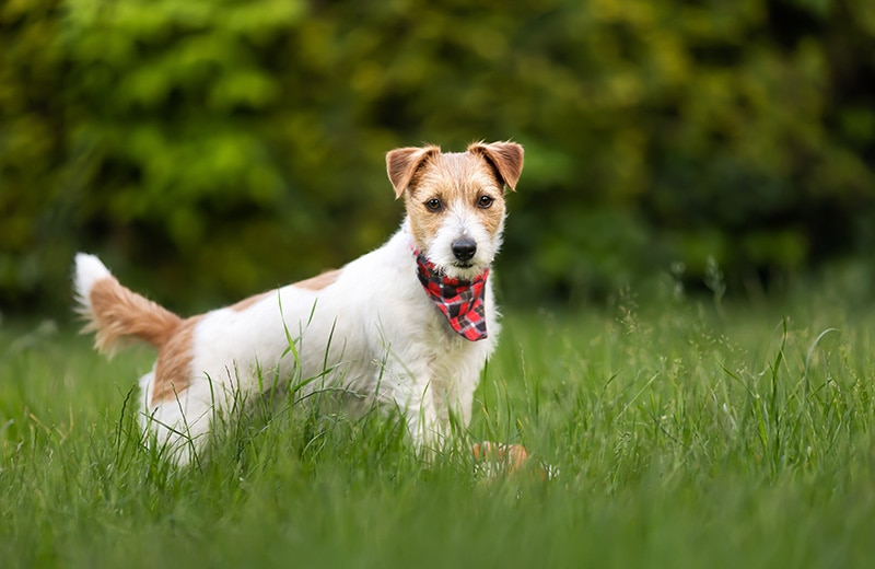 cream and white wire haired jack russell terrier dog