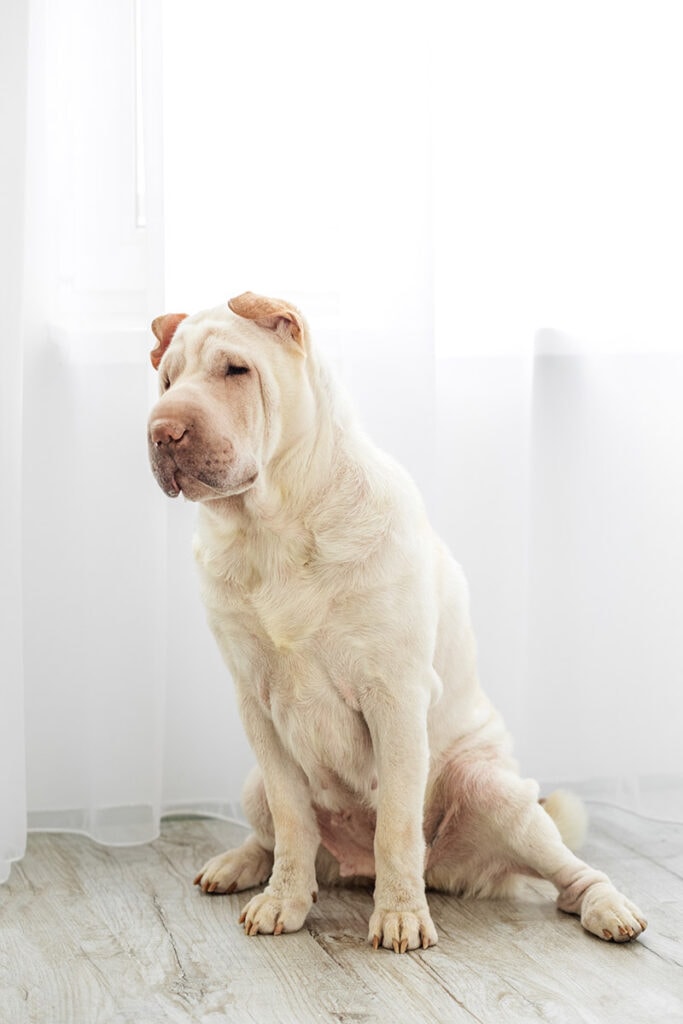 cream shar pei dog sitting on the floor