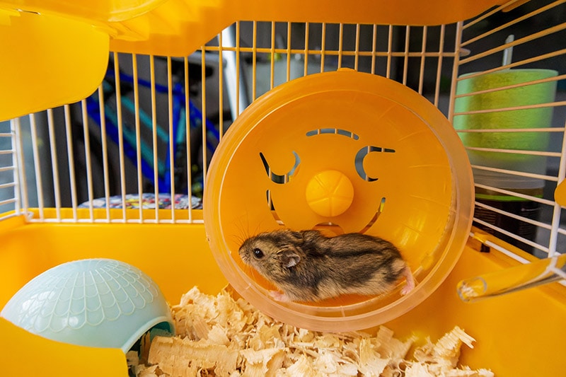 Djungarian hamster running on the wheel