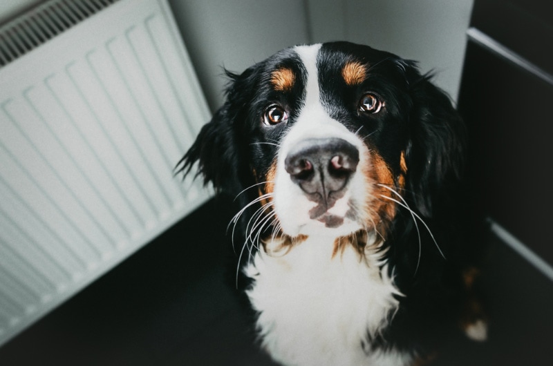 dog begging for food