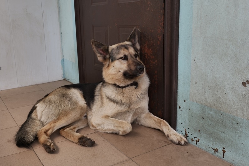 dog lying near door