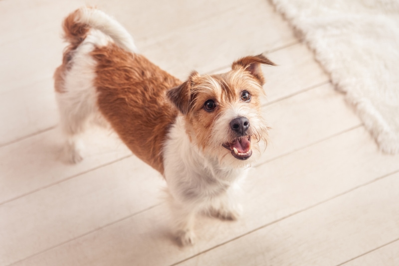 dog standing and looking up