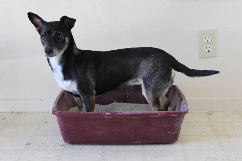 dog using the litter box