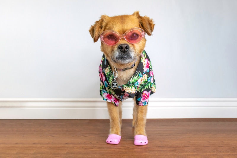 dog wearing hawaiian costume