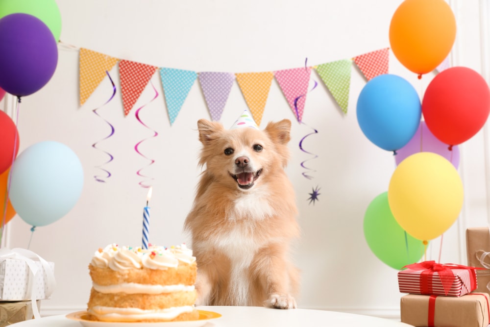 dog wearing party hat at table with delicious birthday cake in decorated room