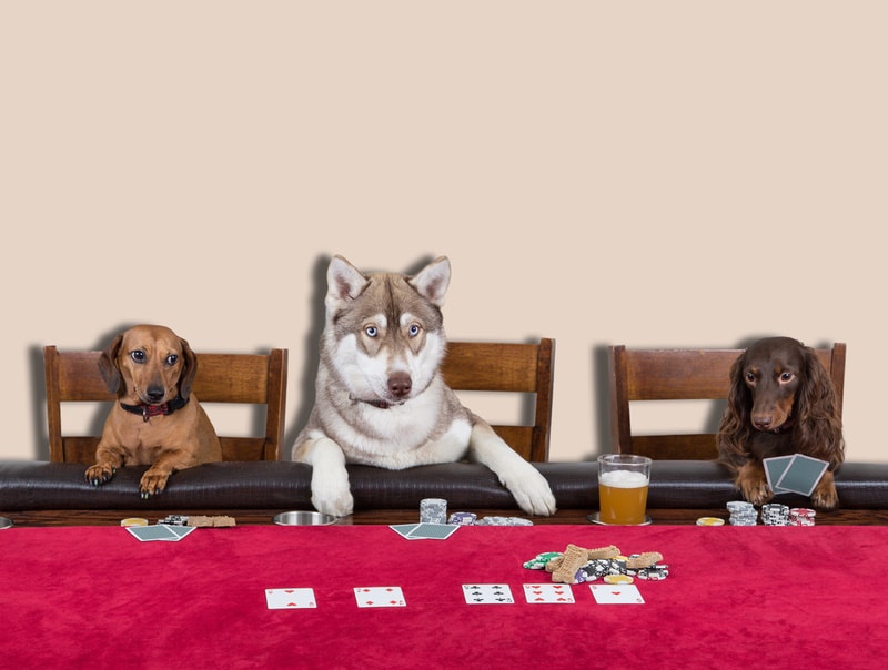 dogs playing poker