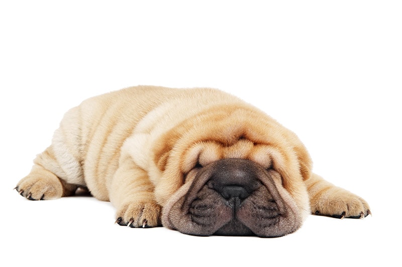 fawn sable shar pei puppy lying down