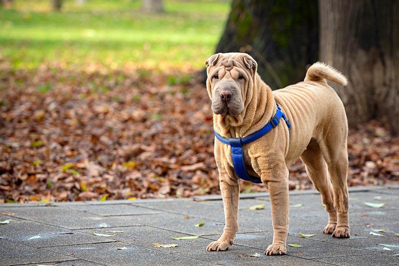 fawn shar pei dog at the park