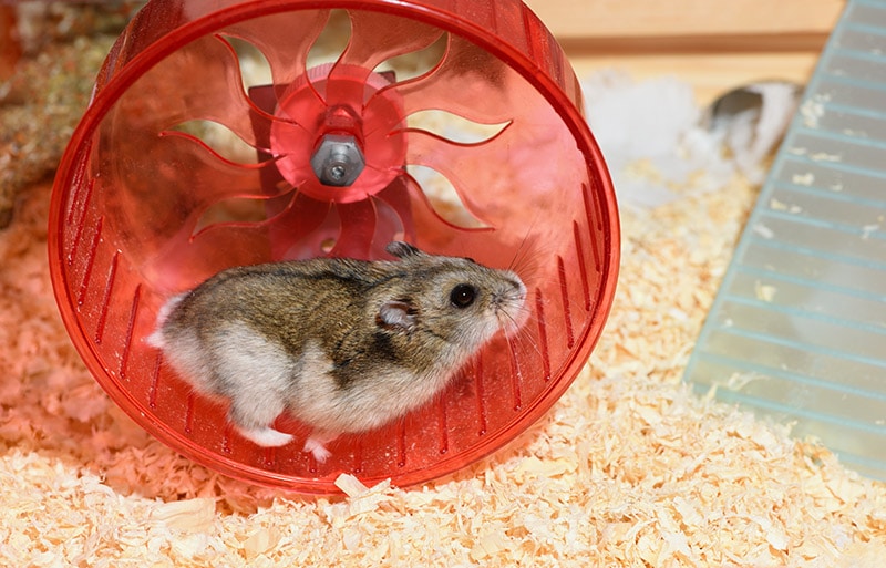 female dwarf hamster running on the plastic wheel