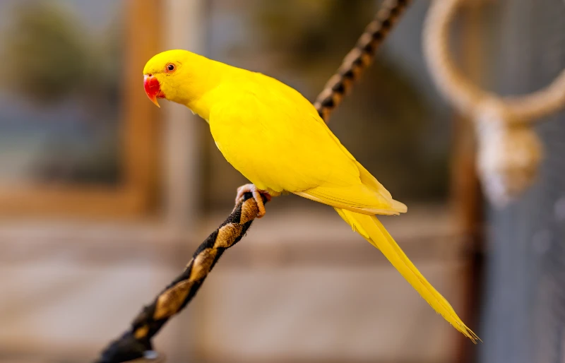 female yellow lutino indian ringneck parrot (psittacula krameri) sitting on a rope