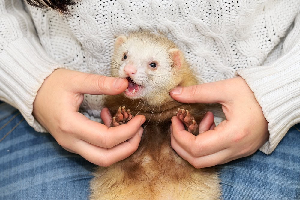 ferret bites person's finger