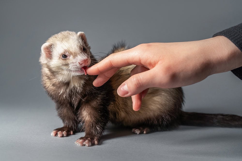 ferret licking person's finger