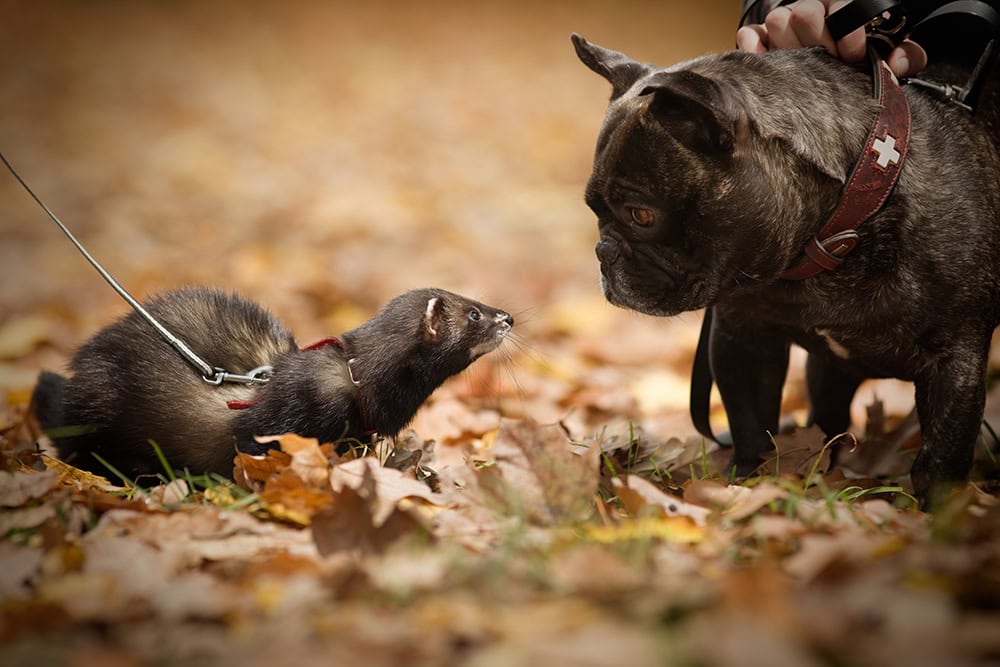 ferret meets french bulldog at the park