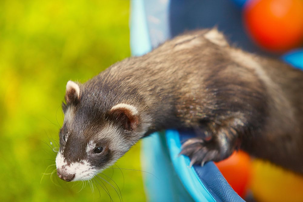 ferret playing inside a ball pool