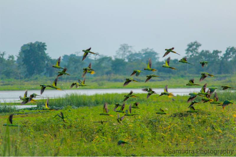 flock of Rose Ring Parakeets are flying over a green lake
