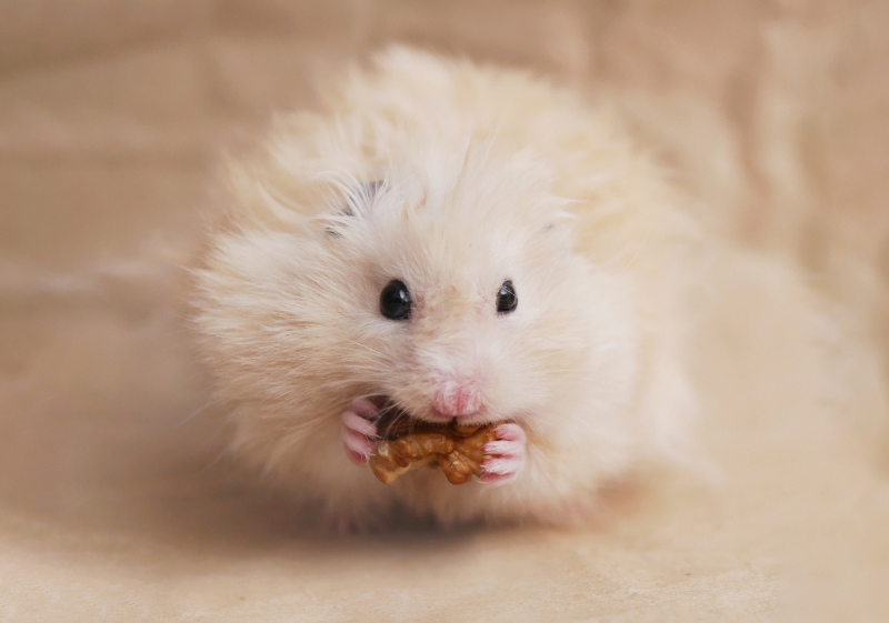 fluffy hamster eating walnut