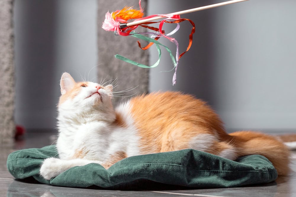 fluffy red and white cat is lying on the mat and playing with a toy on a stick