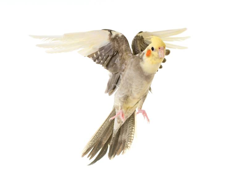 flying gray cockatiel in front of white background