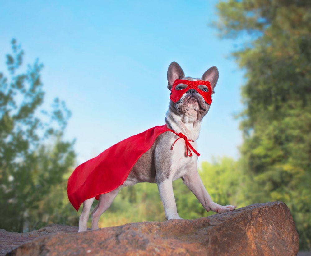 french bulldog in a super hero costume