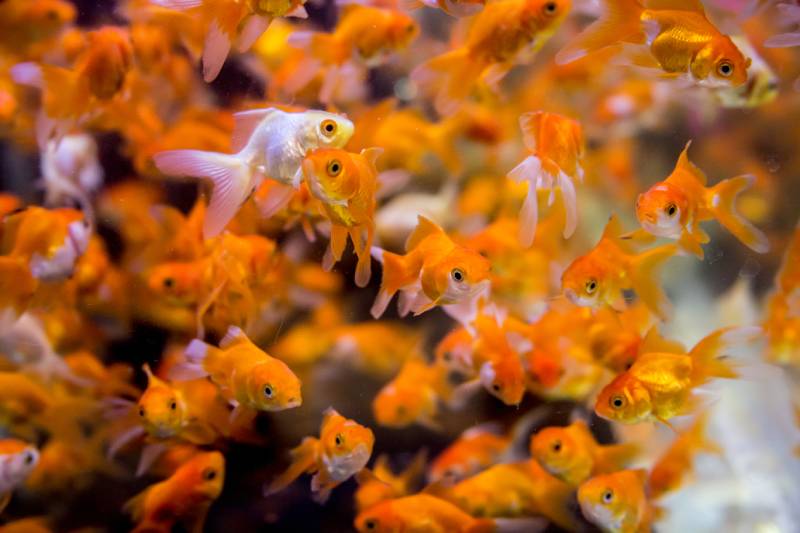 fry small goldfish in aquarium