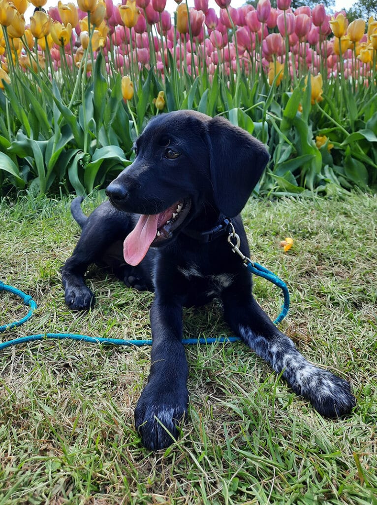 german shorthaired lab puppy lying on the grass