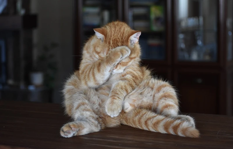 ginger tabby cat sitting with its legs outstretched while grooming itself