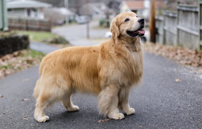 golden retriever dog with show haircut standing outdoors