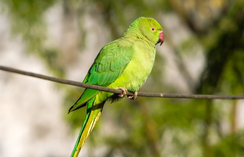 green female indian ringneck parrot bird on a wire