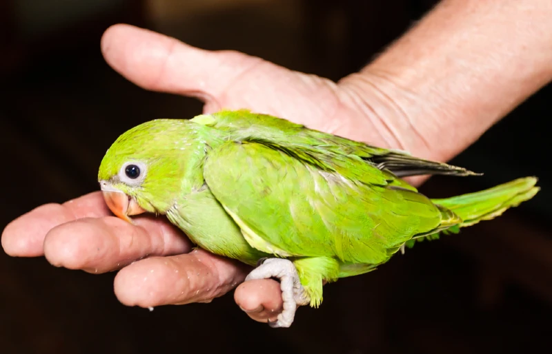 green indian ringneck parrot bird eating from a person's palm
