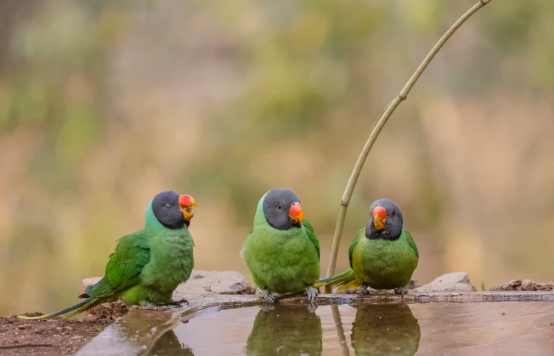 group of slaty-headed parakeet (Psittacula himalayana) birds near water body