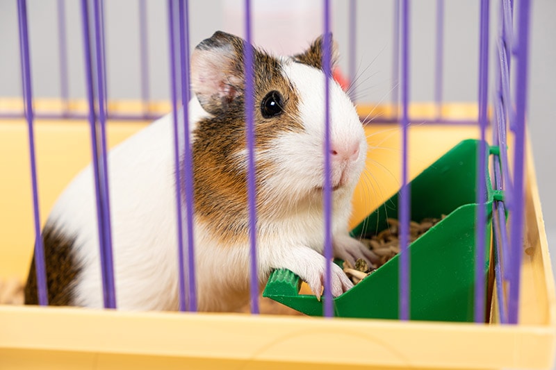 guinea pig eating from the feeder inside the cage