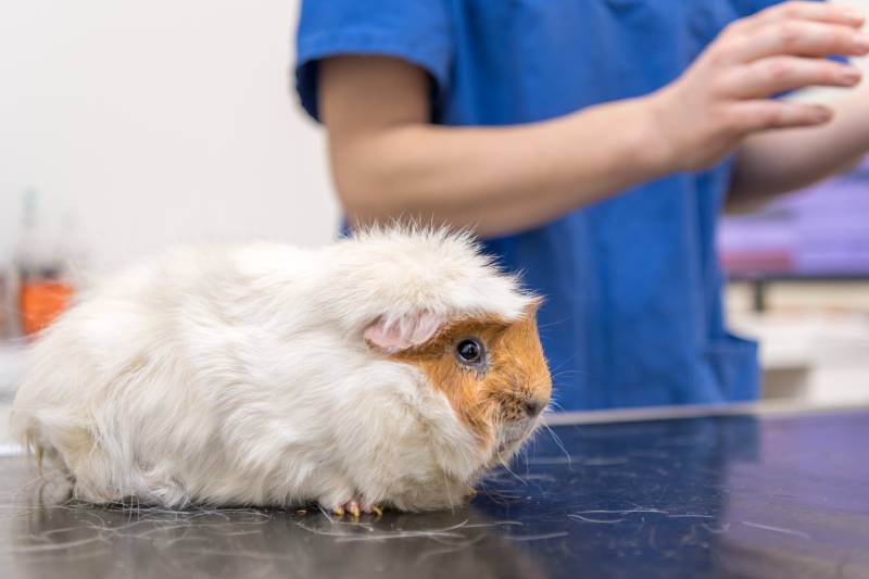 guinea pig in the veterinary clinic