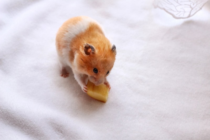 hamster eating an apple