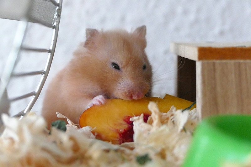Hamster Eating peach inside the cage